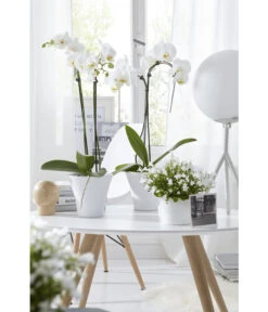 Schmetterlingsorchidee - Phalaenopsis Cultivars 'Umbrella', Verschiedene Sorten -Gartenbedarf Kollektion 8251498 8203242 8211450 WE MO 009 SchmetterlingsorchideeUmbrella