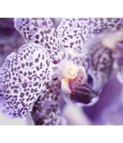 Vanda-Orchidee - Vanda Cultivars 6 Vanda-Orchidee - Vanda Cultivars -Gartenbedarf Kollektion 8251589 PR DE 001 VandaGrossbluetigImKorbDehnerExpressZS