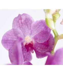 Vanda-Orchidee - Vanda Cultivars 7 Vanda-Orchidee - Vanda Cultivars -Gartenbedarf Kollektion 8251589 PR DE 002 VandaGrossbluetigImKorbDehnerExpressZS