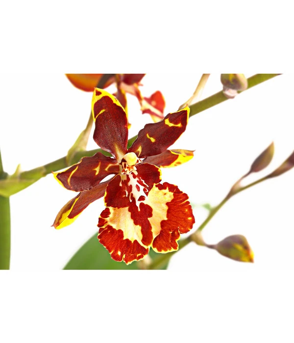 Tigerorchidee - Colmanara Cultivaris 'Wildcat' 2 Tigerorchidee - Colmanara Cultivaris 'Wildcat' – Bild 2