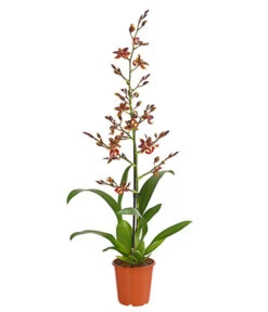 Tigerorchidee - Colmanara Cultivaris 'Wildcat'