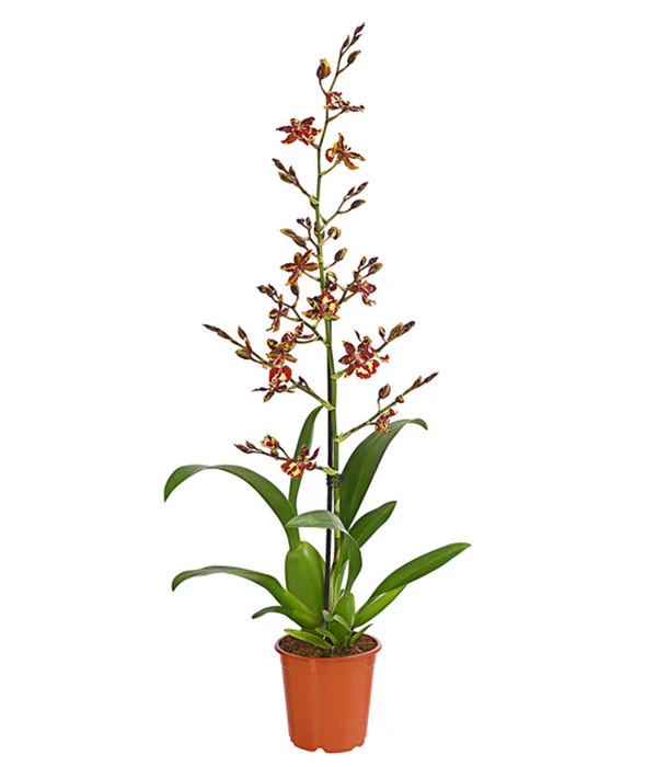 Tigerorchidee - Colmanara Cultivaris 'Wildcat' 1 Tigerorchidee - Colmanara Cultivaris 'Wildcat'