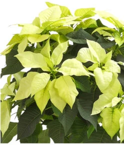 Weihnachtsstern - Euphorbia Pulcherrima, Stämmchen -Gartenbedarf Kollektion 8258899 WE DE 001 PoinsettienStammWeissWeihnachtsstern