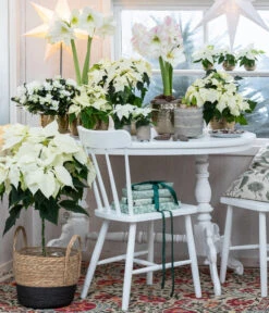 Weihnachtsstern - Euphorbia Pulcherrima, Stämmchen -Gartenbedarf Kollektion 8260267 WE MO 001 WeihnachtsblueherEuphorbiaPulcherrima