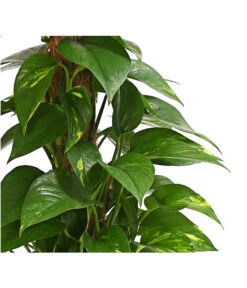 Efeutute - Epipremnum Aureum Am Moosstab -Gartenbedarf Kollektion 8272569 WE DE 001 EphipremnumMoostabT15DehnerExpressHerzig