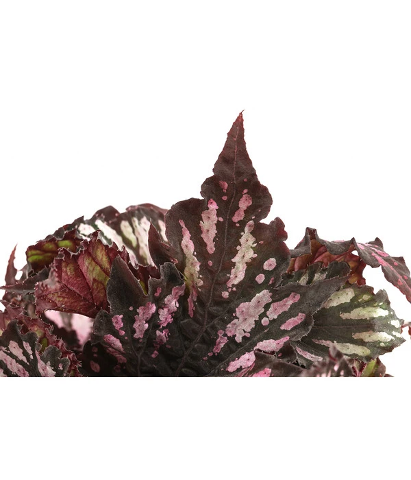Blattbegonie - Begonia Rex Hybride, Verschiedene Sorten 4 Blattbegonie - Begonia Rex Hybride, Verschiedene Sorten – Bild 4