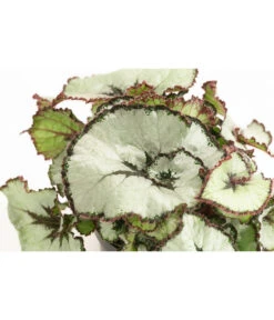 Blattbegonie - Begonia Rex Hybride, Verschiedene Sorten 6 Blattbegonie - Begonia Rex Hybride, Verschiedene Sorten -Gartenbedarf Kollektion 8299638 WE DE 002 BegoniaRexMixT12