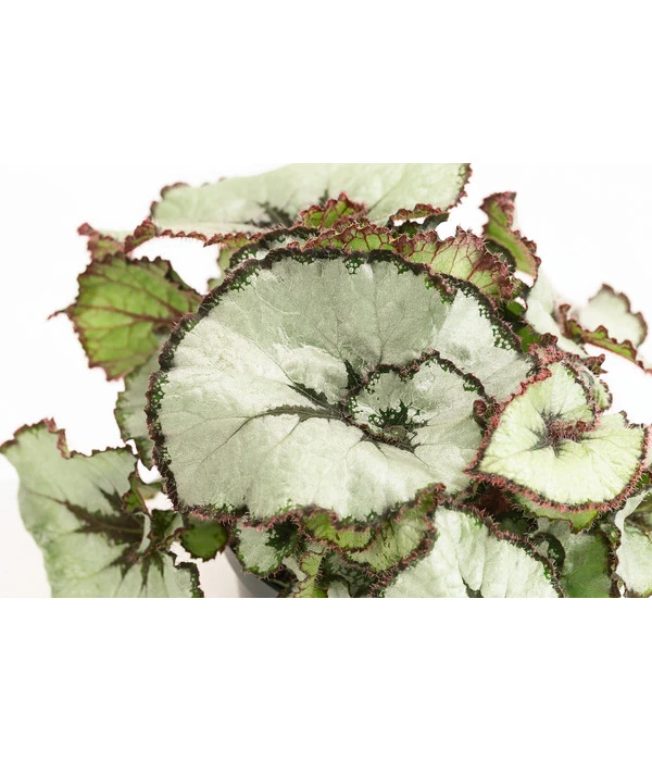 Blattbegonie - Begonia Rex Hybride, Verschiedene Sorten 3 Blattbegonie - Begonia Rex Hybride, Verschiedene Sorten – Bild 3