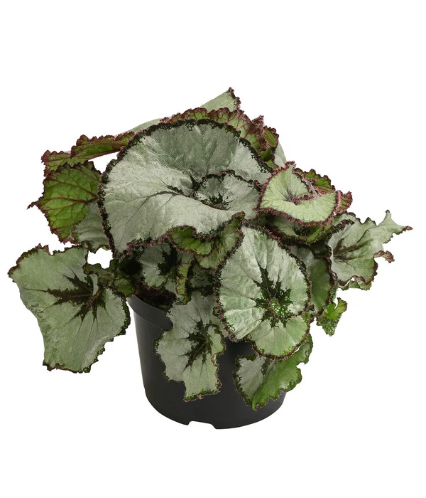 Blattbegonie - Begonia Rex Hybride, Verschiedene Sorten 1 Blattbegonie - Begonia Rex Hybride, Verschiedene Sorten