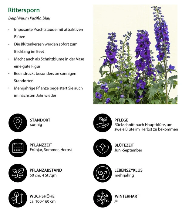 Rittersporn, Verschiedene Farben 10 Rittersporn, Verschiedene Farben – Bild 10