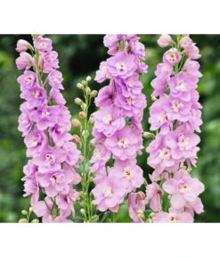 Rittersporn, Verschiedene Farben 15 Rittersporn, Verschiedene Farben -Gartenbedarf Kollektion 8352759 WE FS 003 RitterspornDelphiniumHybrideRosa