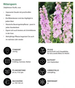 Rittersporn, Verschiedene Farben 24 Rittersporn, Verschiedene Farben -Gartenbedarf Kollektion 8352759 WE IG 001 Rittersporn