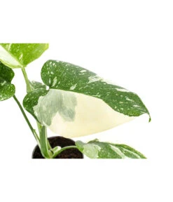 Fensterblatt - Monstera Deliciosa 'Thai Constellation', Panaschiert -Gartenbedarf Kollektion 8402034 WE DE 001 MonsteraThaiConstellationT6