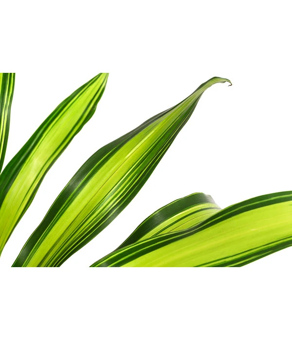 Drachenbaum - Dracaena Fragrans 'Burley', Hydrokultur 2 Drachenbaum - Dracaena Fragrans 'Burley', Hydrokultur – Bild 2