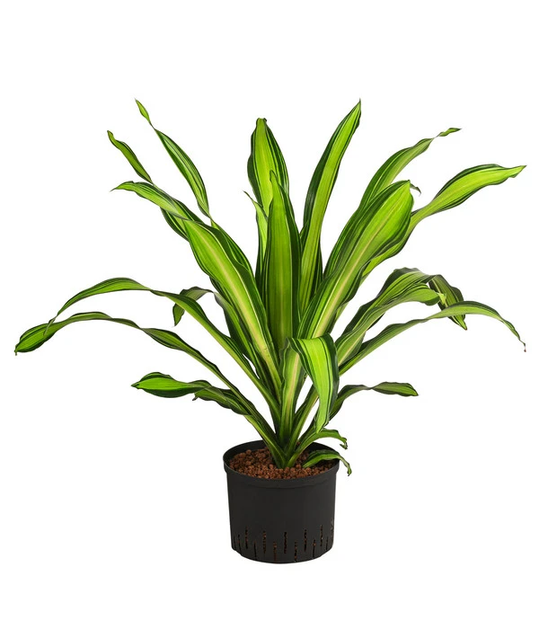 Drachenbaum - Dracaena Fragrans 'Burley', Hydrokultur 1 Drachenbaum - Dracaena Fragrans 'Burley', Hydrokultur