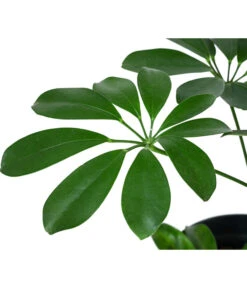 Strahlenaralie - Schefflera Arboricola Compacta 'Nora', Hydrokultur -Gartenbedarf Kollektion 8425472 WE DE 001 SCHEFFLERACOMPACTANora