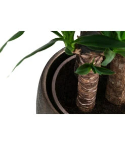 Yucca-Palme - Yucca Elephantipes, In Keramik -Gartenbedarf Kollektion 8478745 WE DE 002 Yucca3erT21inKeramikMatheaGold