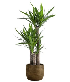 Yucca-Palme - Yucca Elephantipes, In Keramik