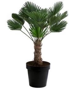 Ausgewählte Produkte 11 Wagners Hanfpalme, Ca. 110-130 Cm