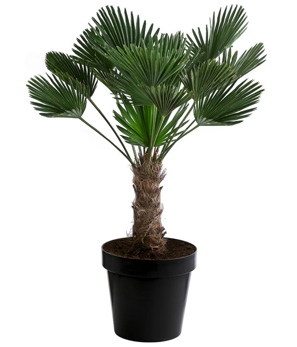 Wagners Hanfpalme, Ca. 110-130 Cm 1 Wagners Hanfpalme, Ca. 110-130 Cm