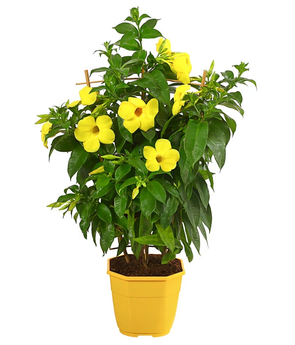 Goldtrompete, Spalier 1 Goldtrompete, Spalier