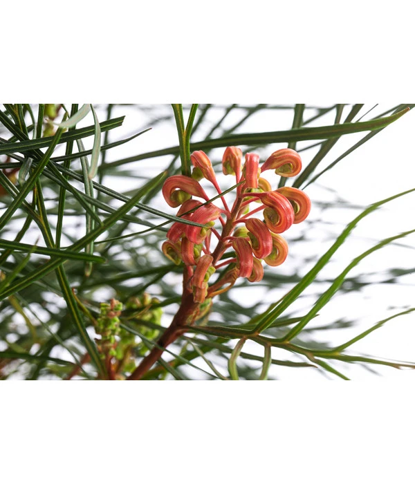 Australische Silbereiche 'Johnson's' 2 Australische Silbereiche 'Johnson's' – Bild 2