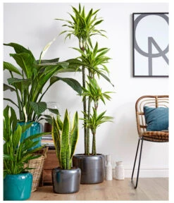 Air So Pure® Einblatt - Spathiphyllum Wallisii 'Sensation' -Gartenbedarf Kollektion 8528184 8705881 8220550 8267775 PR MO 002 DrachenbaumDracaenaEinblattBogenhanfSauer