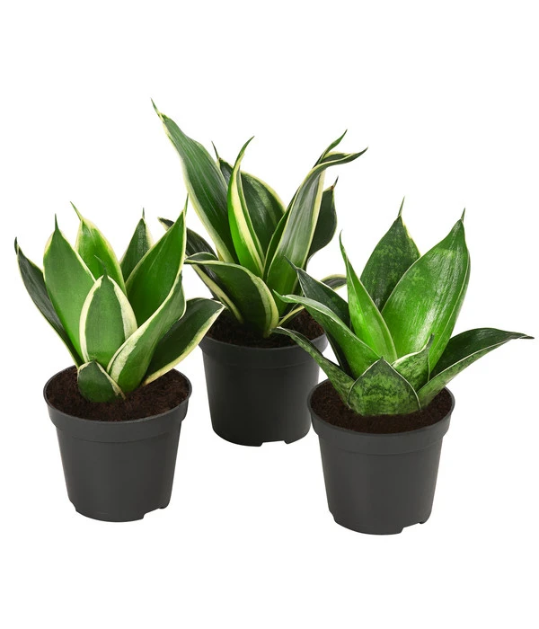 Bogenhanf-Set - Sansevieria Trifasciata Hahnii, 3-teilig 1 Bogenhanf-Set - Sansevieria Trifasciata Hahnii, 3-teilig
