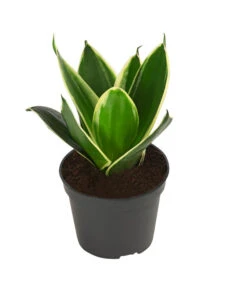 Bogenhanf-Set - Sansevieria Trifasciata Hahnii, 3-teilig 6 Bogenhanf-Set - Sansevieria Trifasciata Hahnii, 3-teilig -Gartenbedarf Kollektion 8561631 WE FS 003 SansevieriaTrifasciataHahnii3SetT5 5