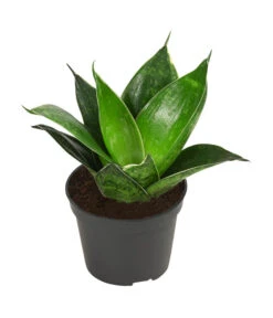 Bogenhanf-Set - Sansevieria Trifasciata Hahnii, 3-teilig 7 Bogenhanf-Set - Sansevieria Trifasciata Hahnii, 3-teilig -Gartenbedarf Kollektion 8561631 WE FS 004 SansevieriaTrifasciataHahnii3SetT5 5