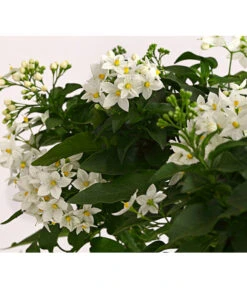 Jasminblütiger Nachtschatten, Herz -Gartenbedarf Kollektion 8585994 PR DE 001 SolanumJasminoidesSommerjasminHerzKleinT17DehnerExpressHerzig
