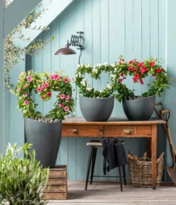 Jasminblütiger Nachtschatten, Herz -Gartenbedarf Kollektion 8585994 WE MO 001 NachtschattenSolanumJasmionides