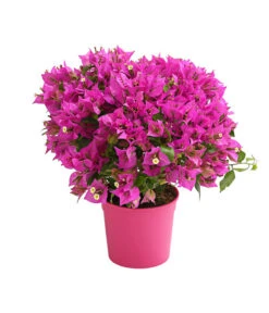 Drillingsblume, Busch