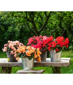 Elatior-Begonie - Begonia Elatior, Busch, Verschiedene Sorten 17 Elatior-Begonie - Begonia Elatior, Busch, Verschiedene Sorten -Gartenbedarf Kollektion 8593600 8586703 8586695 WE MO 001 BegonieSolenia GC09 BestOf 2022 02