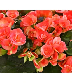 Elatior-Begonie - Begonia Elatior, Busch, Verschiedene Sorten 18 Elatior-Begonie - Begonia Elatior, Busch, Verschiedene Sorten -Gartenbedarf Kollektion 8593600 WE DE 001 BegonieBegoniaElatiorKuebelT23DehnerExpressHerzig