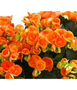 Elatior-Begonie - Begonia Elatior, Busch, Verschiedene Sorten 19 Elatior-Begonie - Begonia Elatior, Busch, Verschiedene Sorten -Gartenbedarf Kollektion 8593600 WE DE 002 BegonieBegoniaElatiorKuebelT23DehnerExpressHerzig