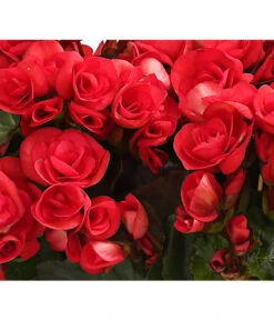 Elatior-Begonie - Begonia Elatior, Busch, Verschiedene Sorten 20 Elatior-Begonie - Begonia Elatior, Busch, Verschiedene Sorten -Gartenbedarf Kollektion 8593600 WE DE 003 BegonieBegoniaElatiorKuebelT23DehnerExpressHerzig