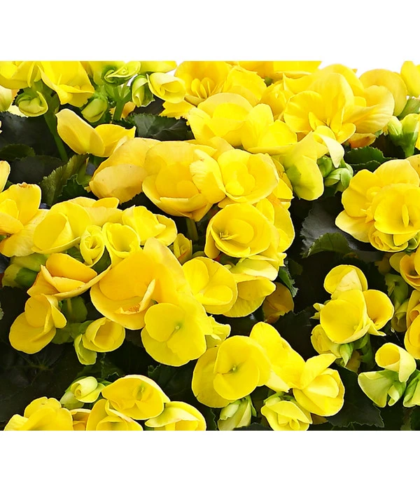 Elatior-Begonie - Begonia Elatior, Busch, Verschiedene Sorten 11 Elatior-Begonie - Begonia Elatior, Busch, Verschiedene Sorten – Bild 11