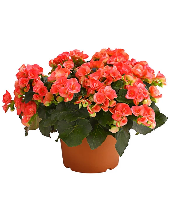 Elatior-Begonie - Begonia Elatior, Busch, Verschiedene Sorten 2 Elatior-Begonie - Begonia Elatior, Busch, Verschiedene Sorten – Bild 2