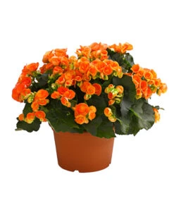 Elatior-Begonie - Begonia Elatior, Busch, Verschiedene Sorten 13 Elatior-Begonie - Begonia Elatior, Busch, Verschiedene Sorten -Gartenbedarf Kollektion 8593600 WE FS 002 BegonieBegoniaElatiorKuebelT23DehnerExpressHerzig1