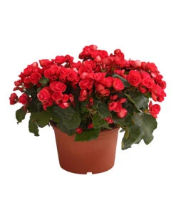 Elatior-Begonie - Begonia Elatior, Busch, Verschiedene Sorten 14 Elatior-Begonie - Begonia Elatior, Busch, Verschiedene Sorten -Gartenbedarf Kollektion 8593600 WE FS 003 BegonieBegoniaElatiorKuebelT23DehnerExpressHerzig1