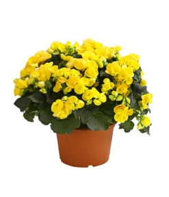 Elatior-Begonie - Begonia Elatior, Busch, Verschiedene Sorten 15 Elatior-Begonie - Begonia Elatior, Busch, Verschiedene Sorten -Gartenbedarf Kollektion 8593600 WE FS 004 BegonieBegoniaElatiorKuebelT23DehnerExpressHerzig1
