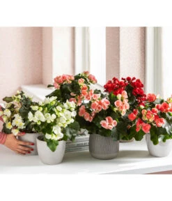 Elatior-Begonie - Begonia Elatior, Busch, Verschiedene Sorten 16 Elatior-Begonie - Begonia Elatior, Busch, Verschiedene Sorten -Gartenbedarf Kollektion 8593600 WE MO 001 Gartenbegonie Content 2021