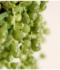 Erbsenpflanze - Senecio Rowleyanus -Gartenbedarf Kollektion 8598112 PR DE 001 ErbsenpflanzeSenecioRowleyanusT14DehnerExpressZS