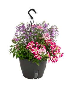 Blumenampel, Verschiedene Sorten -Gartenbedarf Kollektion 8602864 WE FS 006 KombiampelMixT27