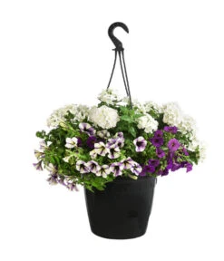 Blumenampel, Verschiedene Sorten -Gartenbedarf Kollektion 8602864 WE FS 007 KombiampelMixT27