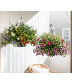 Blumenampel, Verschiedene Sorten -Gartenbedarf Kollektion 8602864 WE MO 002 KombiampelT27