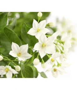 Jasminblütiger Nachtschatten, Ampel 5 Jasminblütiger Nachtschatten, Ampel -Gartenbedarf Kollektion 8606733 PR DE 001 SolanumJasminoidesAmpelNachtschattenT20DehnerExpressHerzig