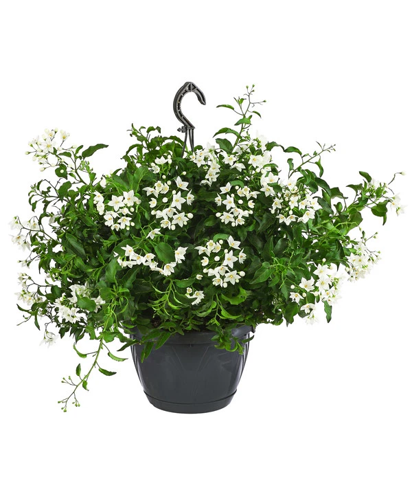 Jasminblütiger Nachtschatten, Ampel 1 Jasminblütiger Nachtschatten, Ampel