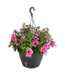 Hängepetunie, Ampel, Verschiedene Farben
